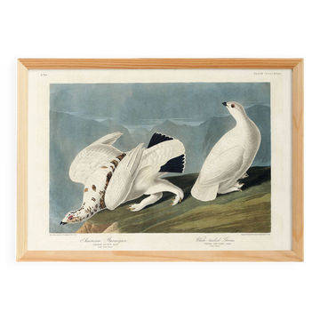 Affiche sur le Lagopède des saules, d’après une gravure ancienne de 1827.