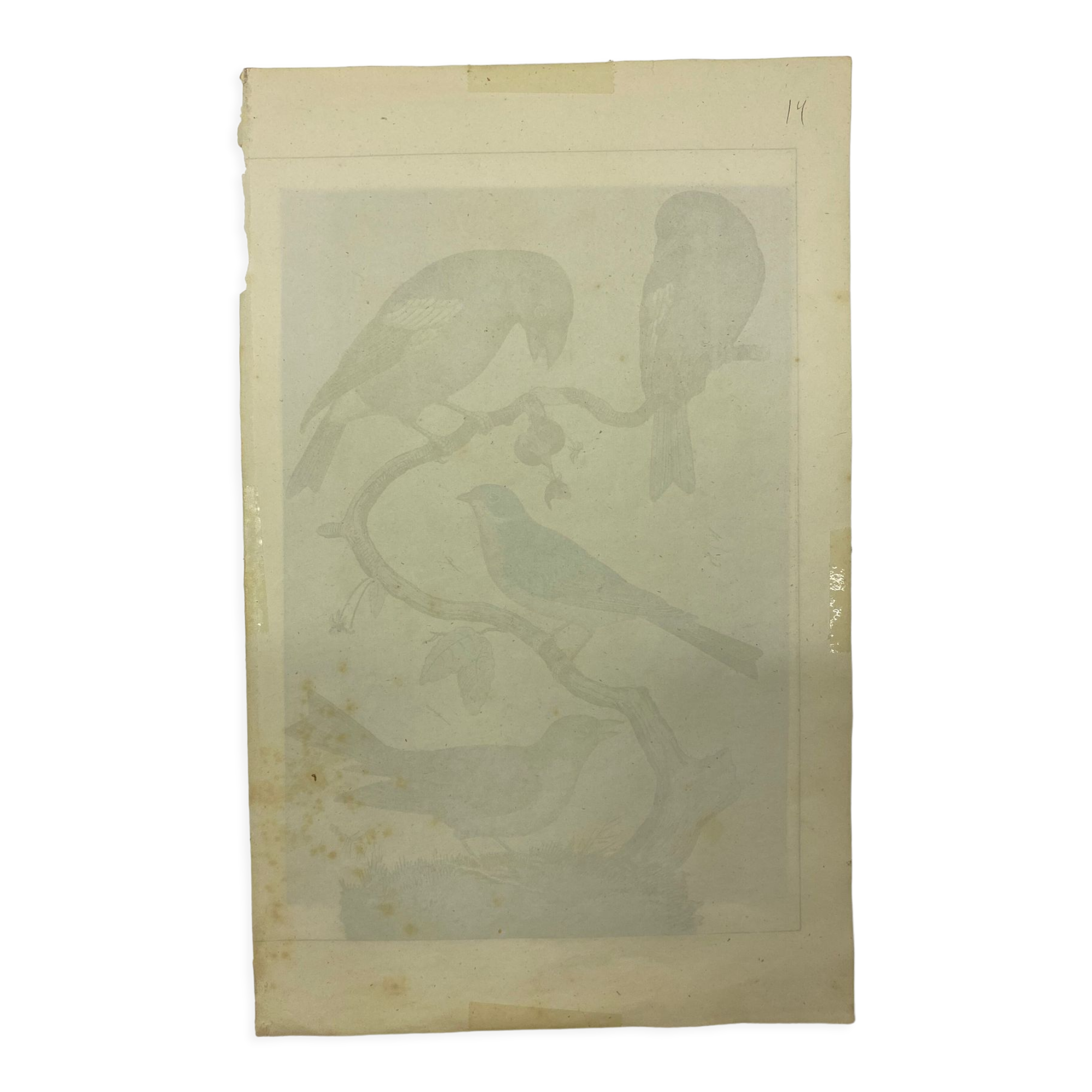 Naturalistic engraving birds