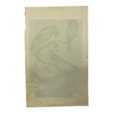 Naturalistic engraving birds