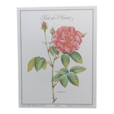Botanical silkscreen printing