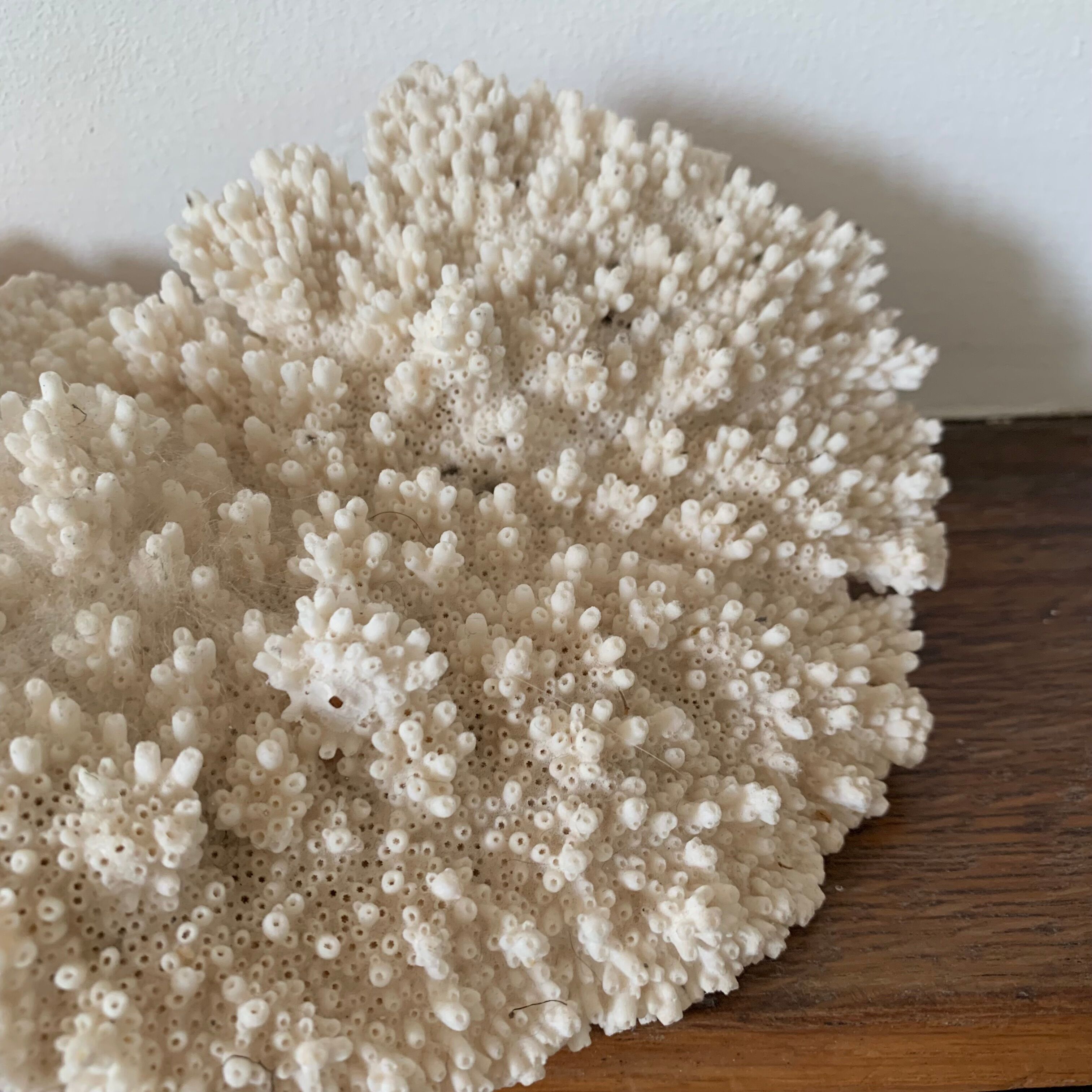 White coral 33 cm
