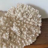 White coral 33 cm