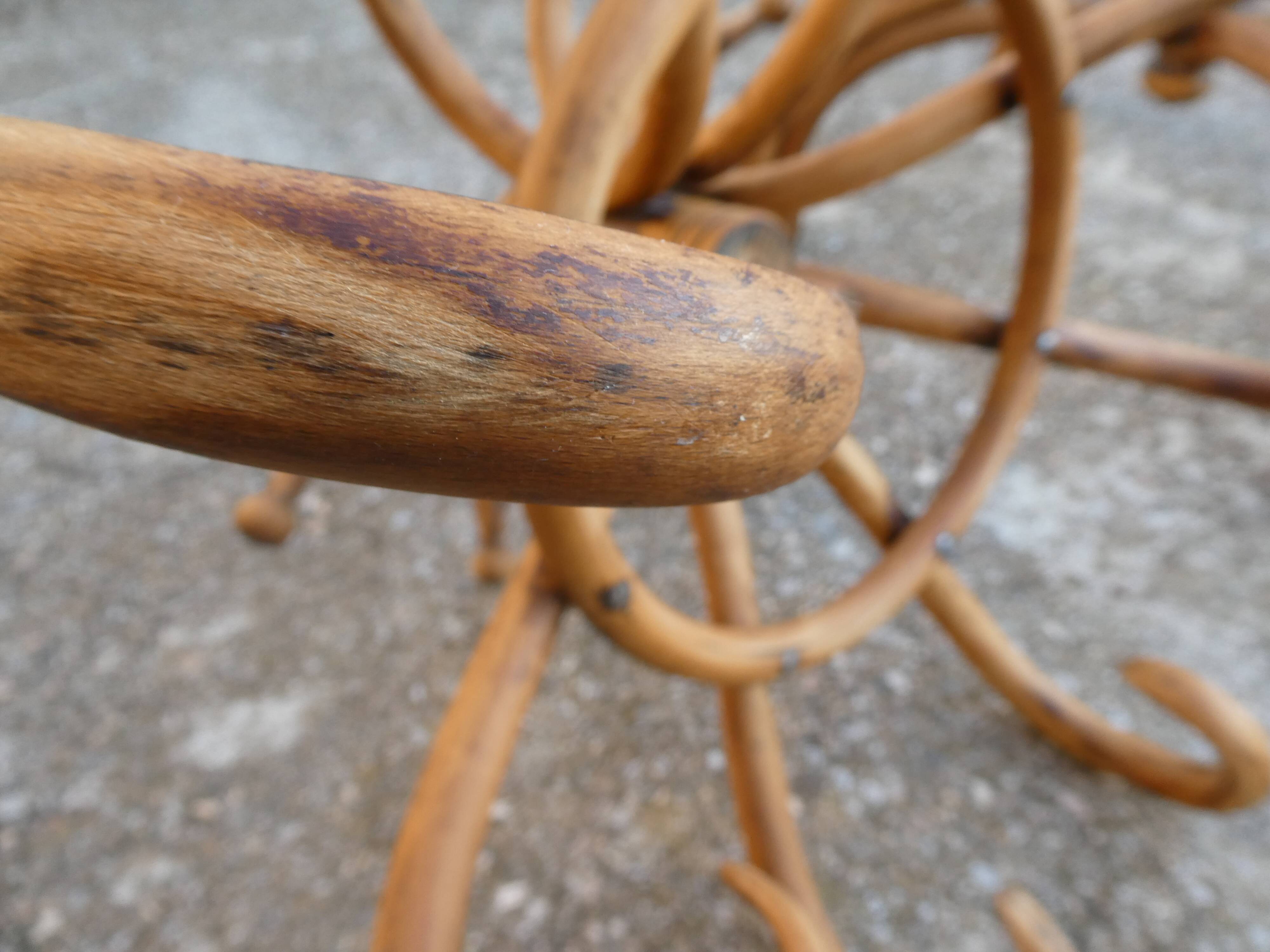 Parrot coat rack in curved wood - Art Nouveau