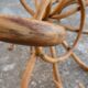 Parrot coat rack in curved wood - Art Nouveau
