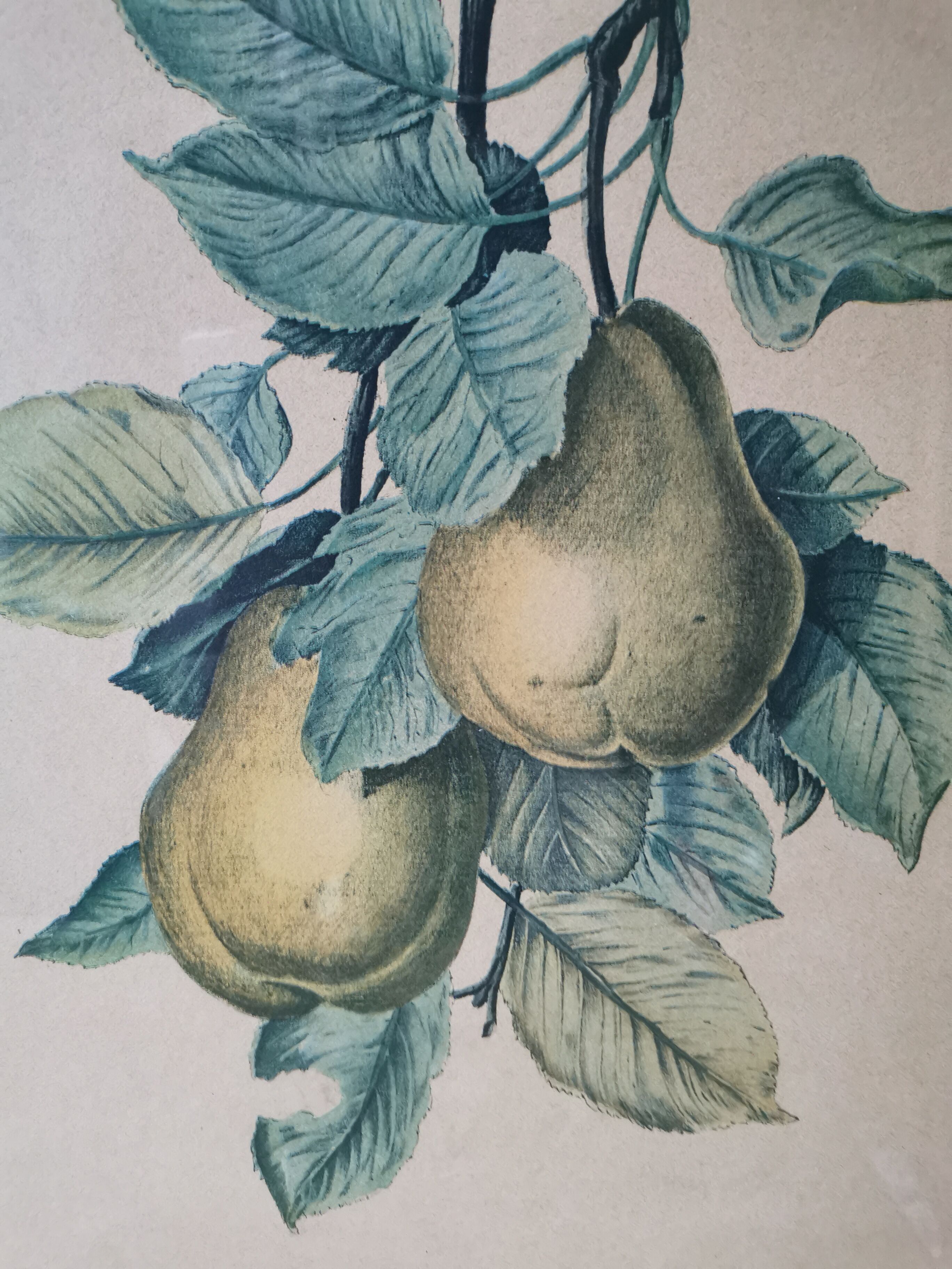 2 tableaux reproduction poires et prunes