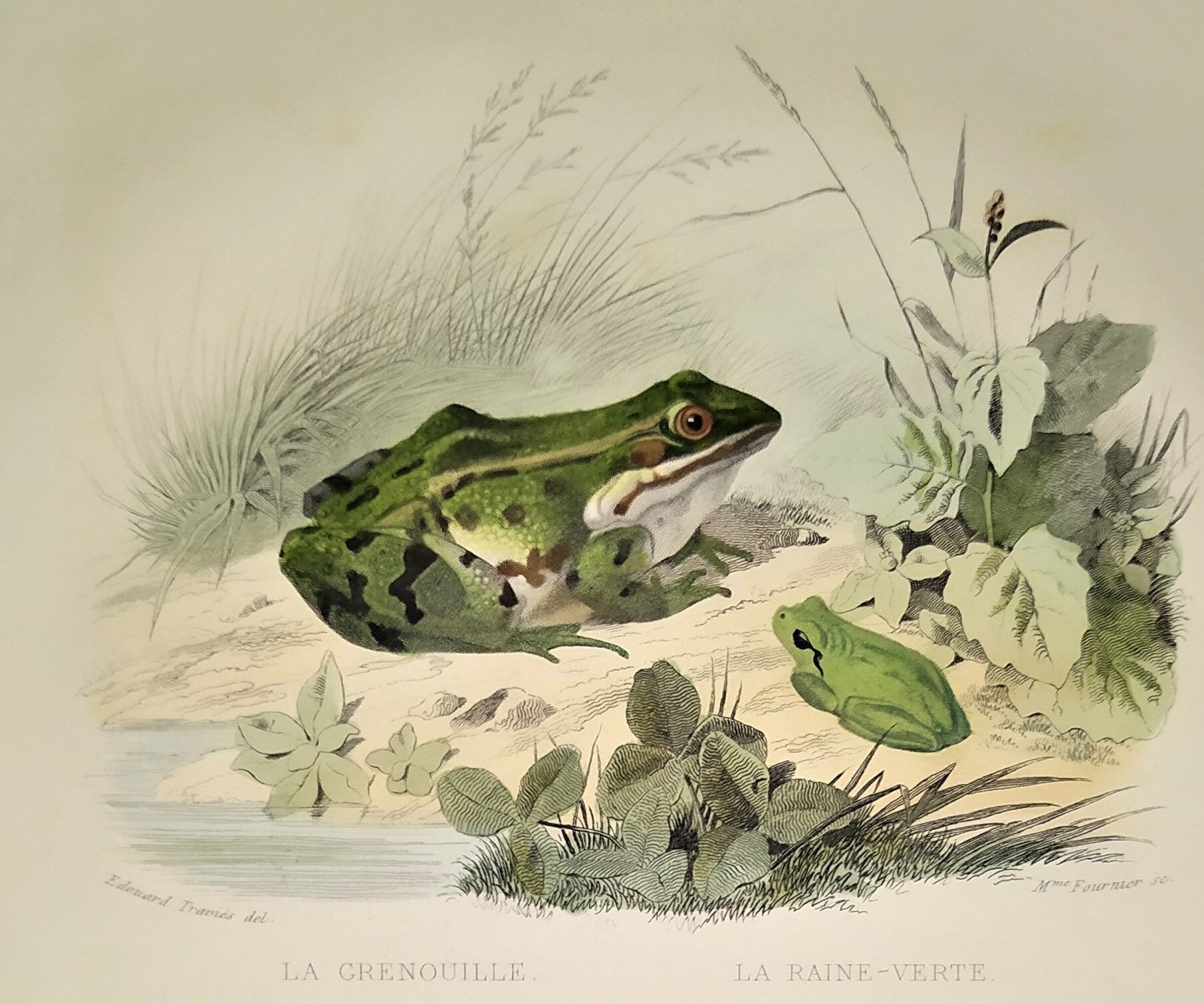 Original zoological plate of 1839 frog
