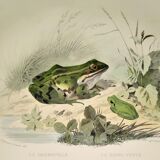 Original zoological plate of 1839 frog