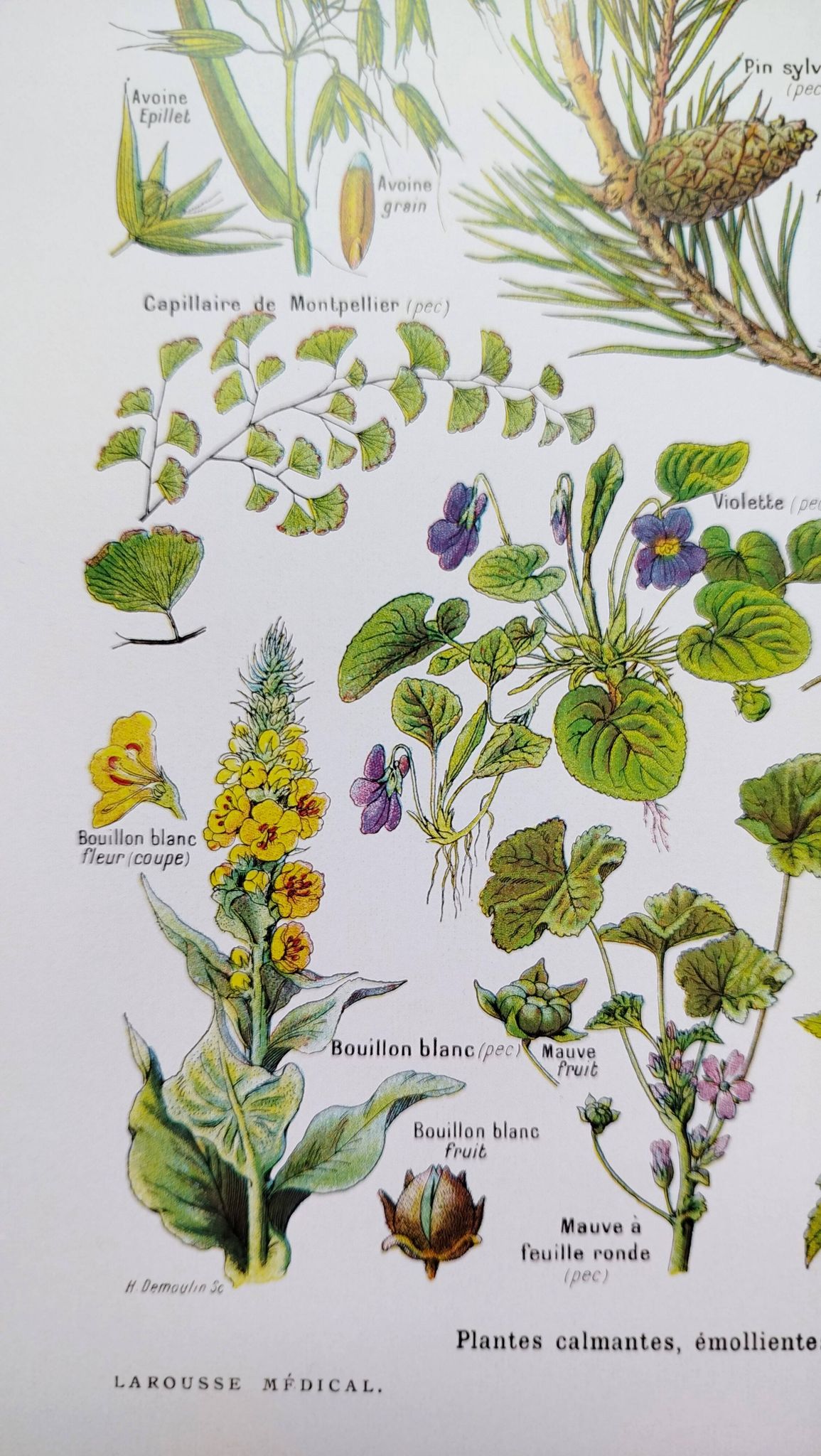 Affiche sur les plantes calmantes, d'après une lithographie de 1928