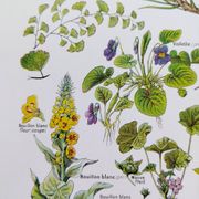 Affiche sur les plantes calmantes, d'après une lithographie de 1928