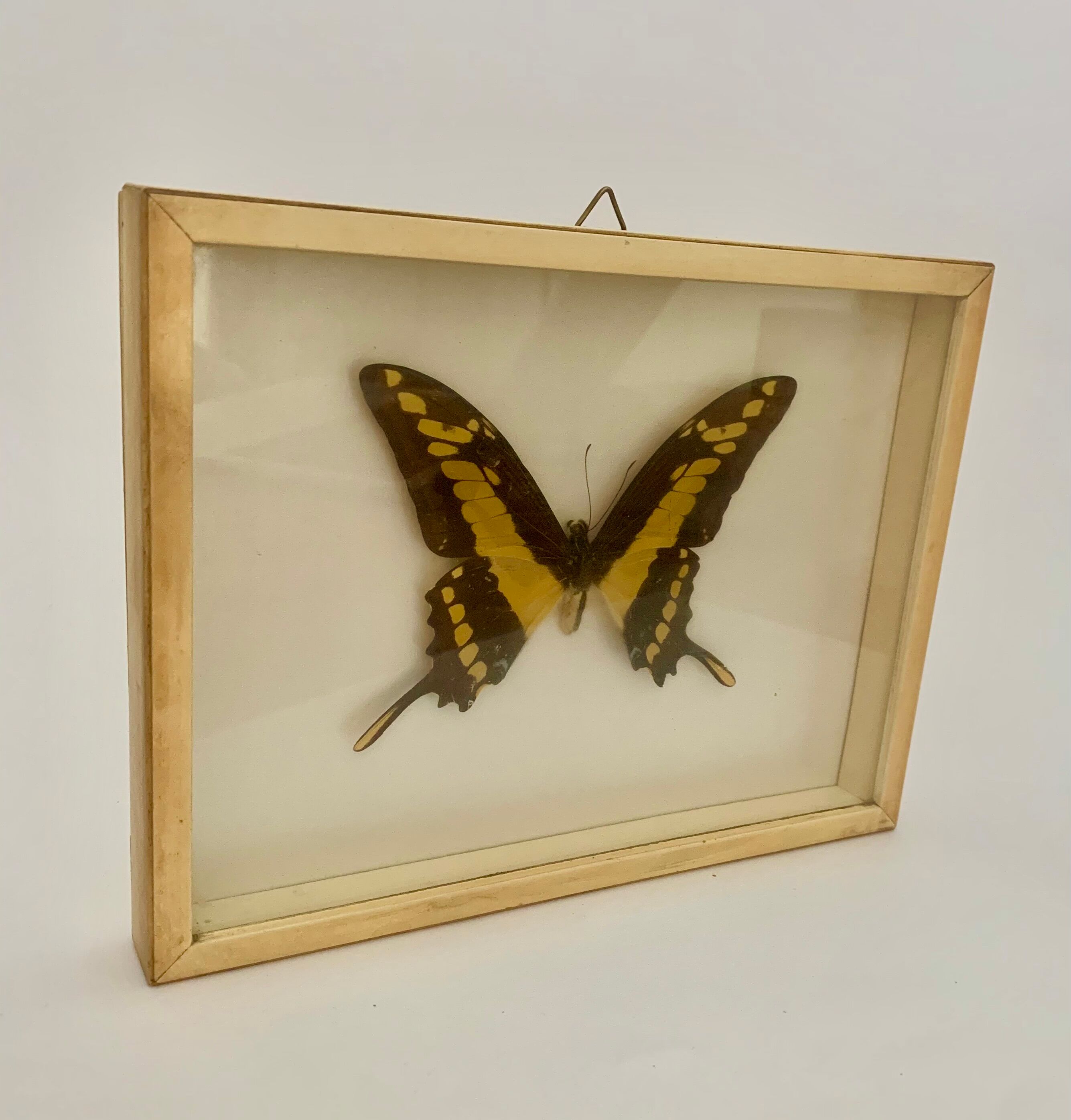 Butterfly wall frame