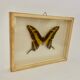 Cadre mural papillon