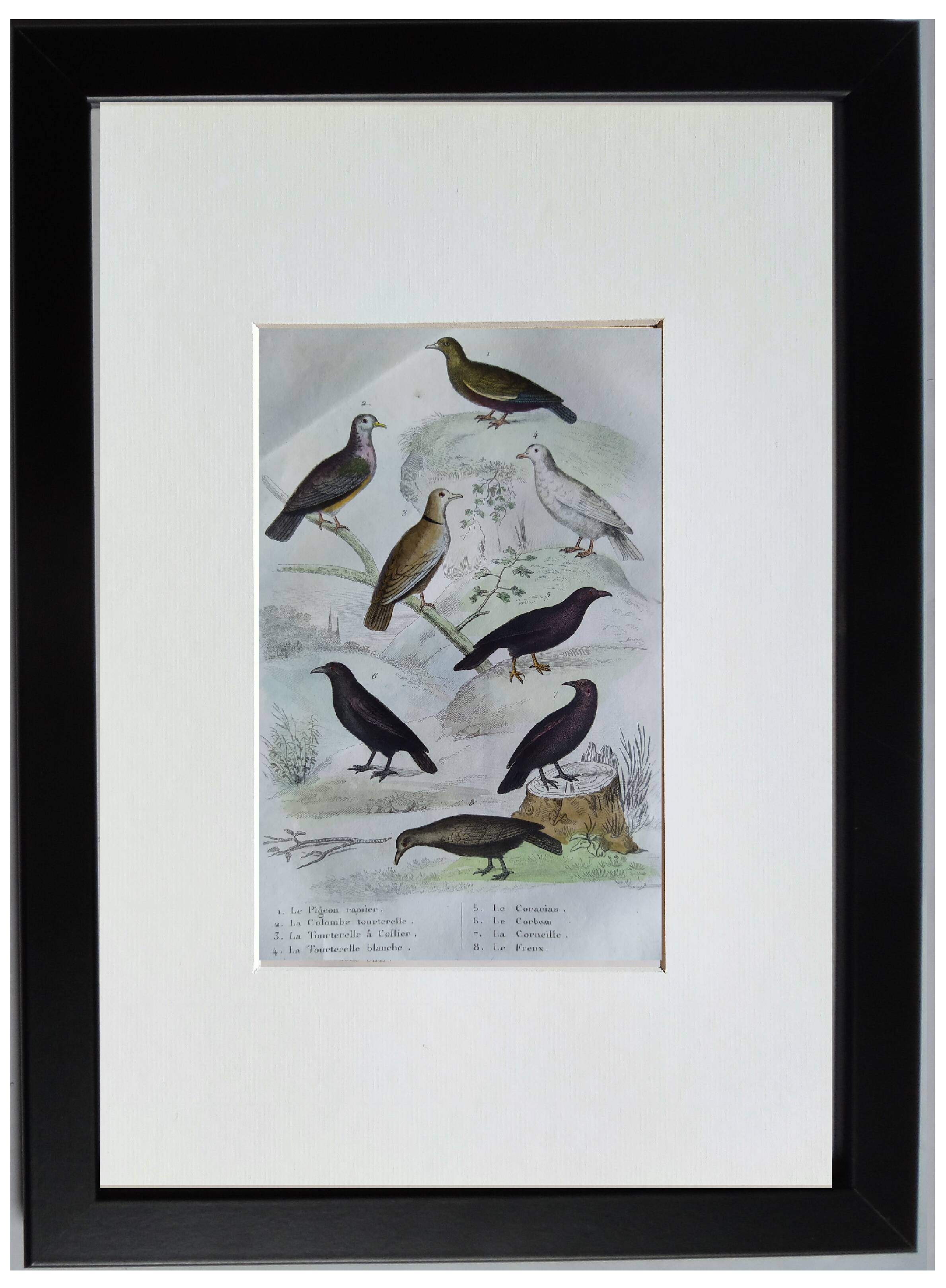 Original Ornithological Plate "Wood Pigeon - Turtle Dove - &c..." Buffon 1836