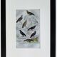 Original Ornithological Plate "Wood Pigeon - Turtle Dove - &c..." Buffon 1836