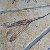 Roger Capron high table, 'Herbiers' model