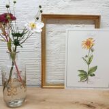 Planche botanique Arnica