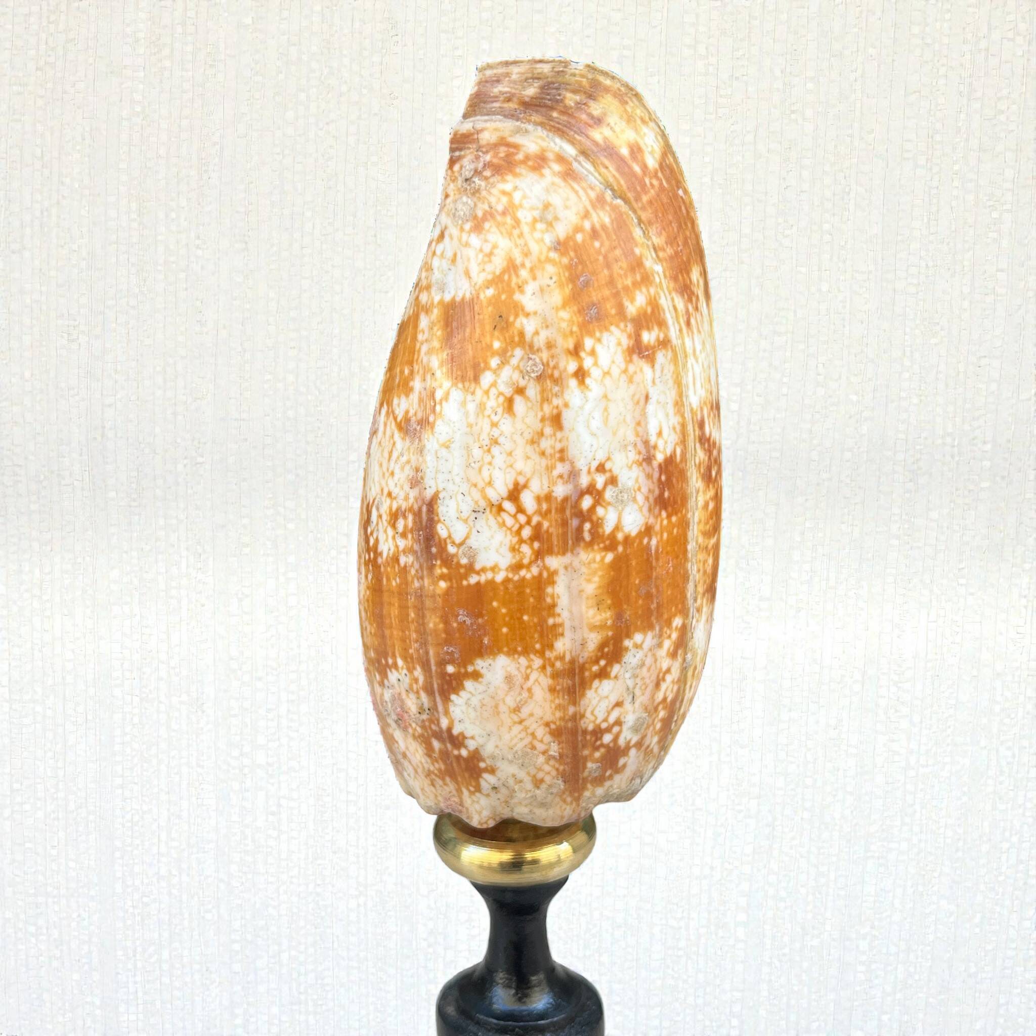 Snail shell conus on a turned black wooden base, late 19th century curiosities.