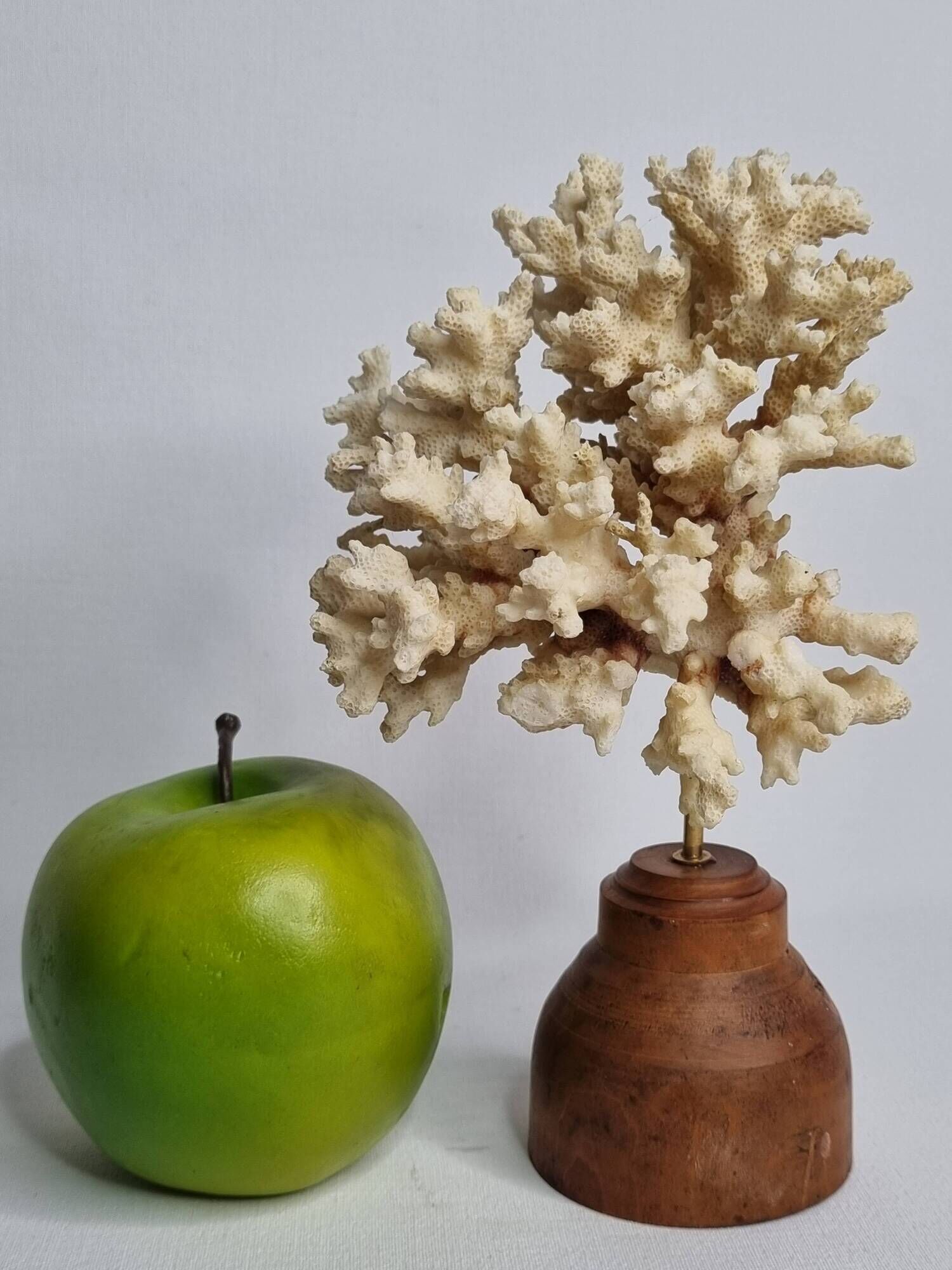 Old white coral on wooden base, branched, 20 cm