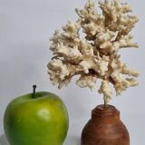 Old white coral on wooden base, branched, 20 cm