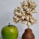 Old white coral on wooden base, branched, 20 cm