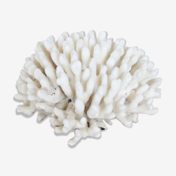 Corail blanc ancien naturel 22cm