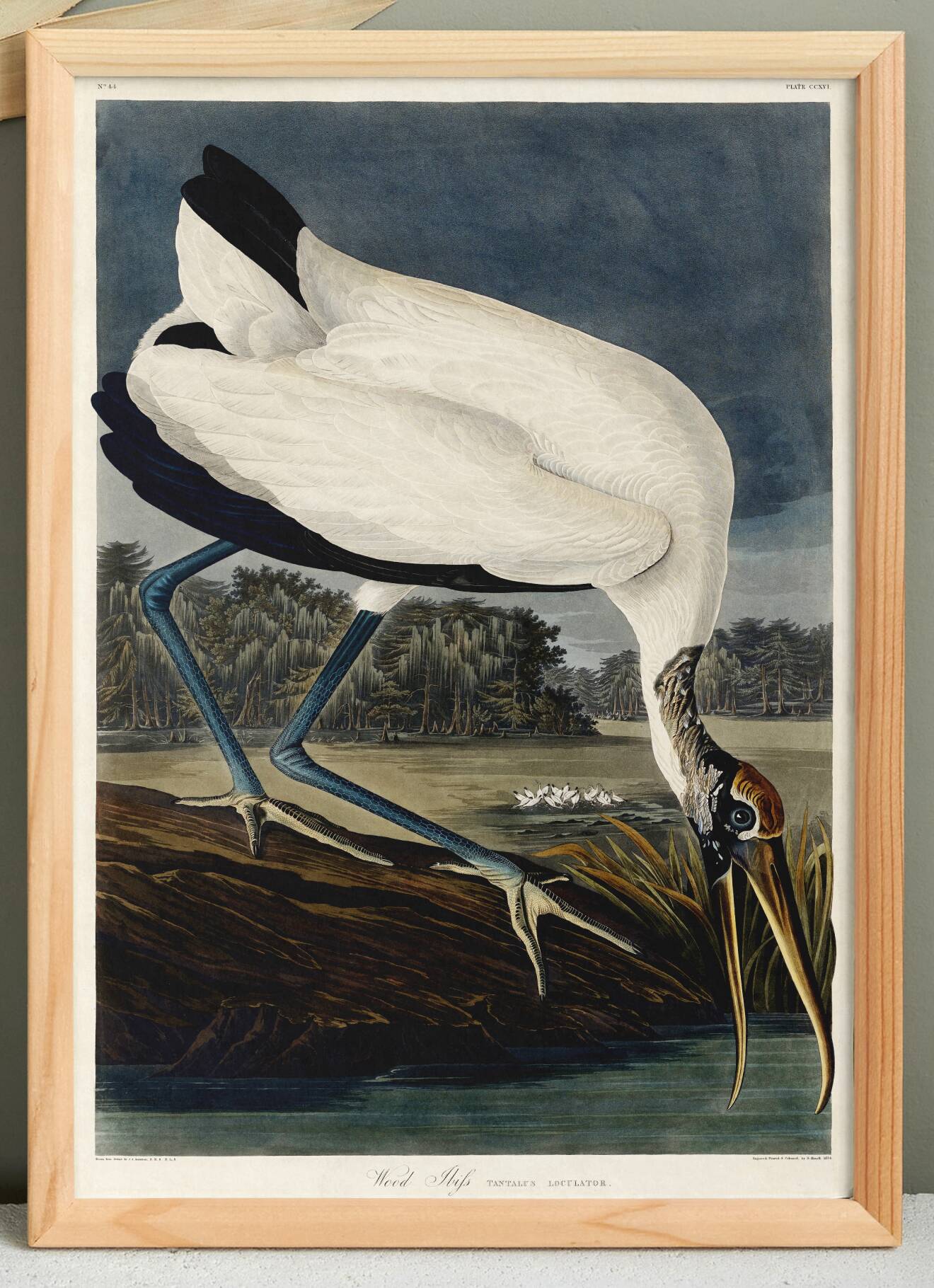 Poster about the American Stork, based on an old engraving from 1827.