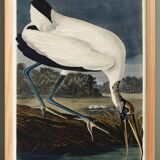 Poster about the American Stork, based on an old engraving from 1827.