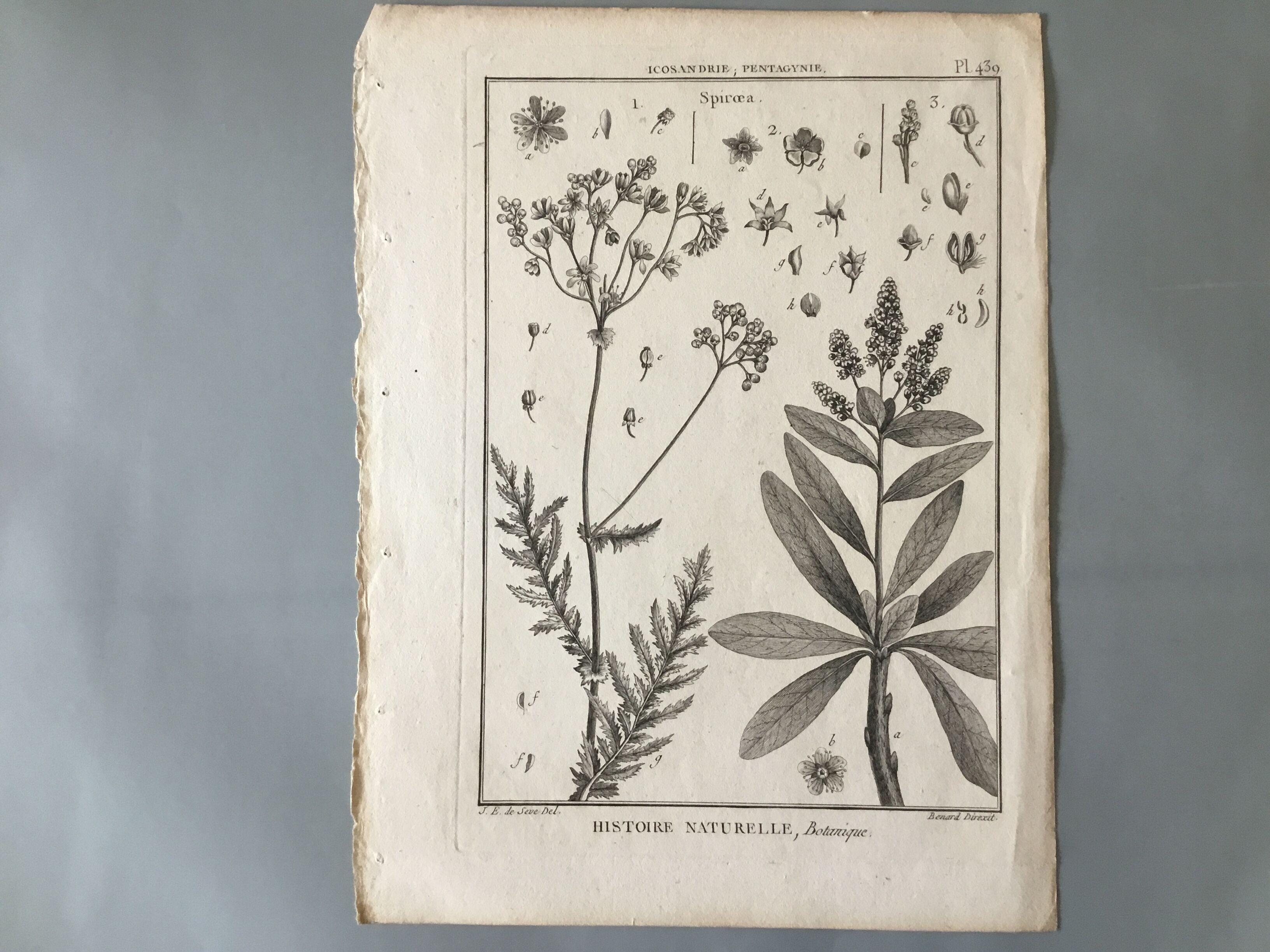 Lots of 4 old engravings, Natural History, Botany