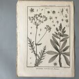 Lots of 4 old engravings, Natural History, Botany