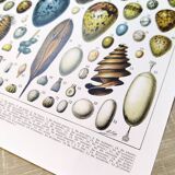 Egg poster, based on a 1928 lithograph