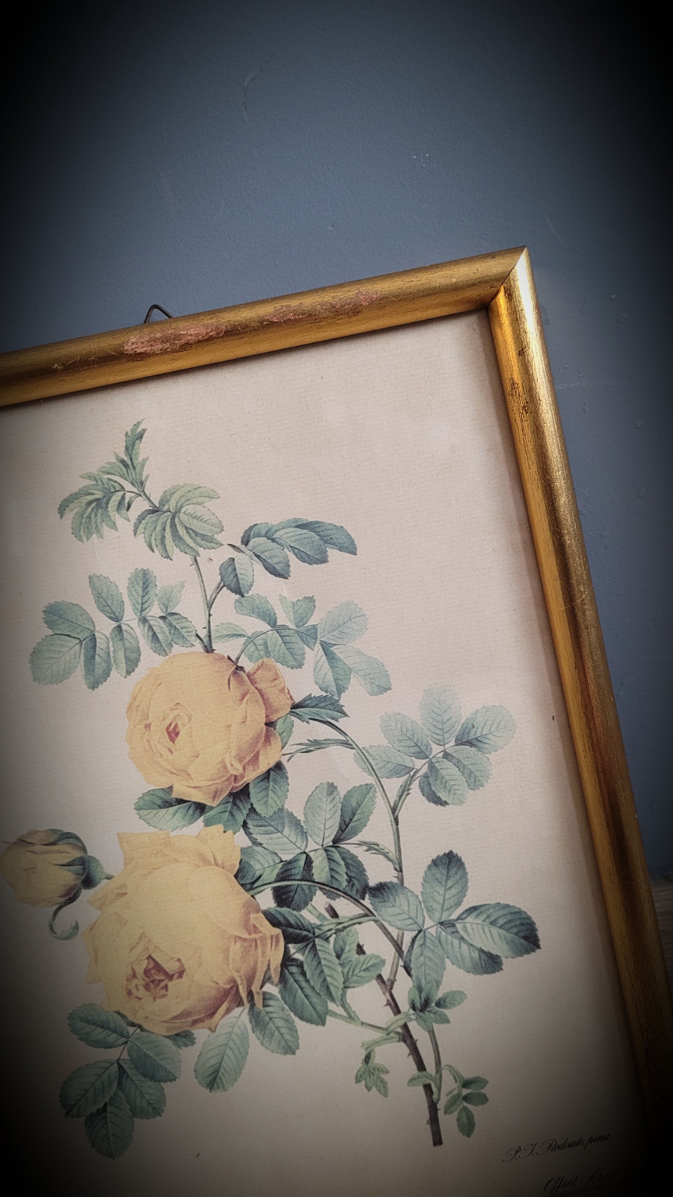 Rose lithograph frame Rosa Sulfura