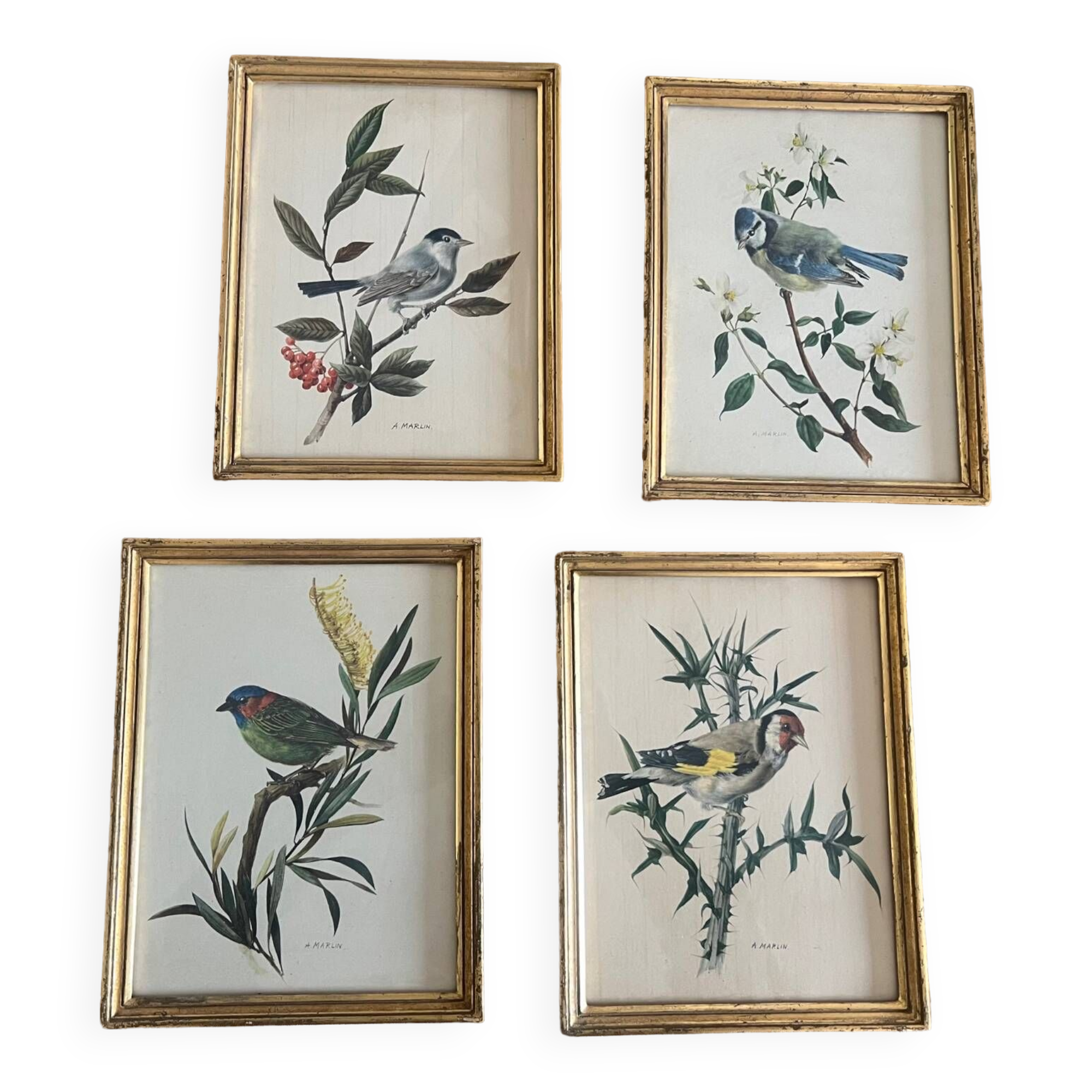 Set of four ornithological engravings signed À. Marlin, 1950.