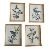 Set of four ornithological engravings signed À. Marlin, 1950.