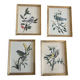 Set of four ornithological engravings signed À. Marlin, 1950.