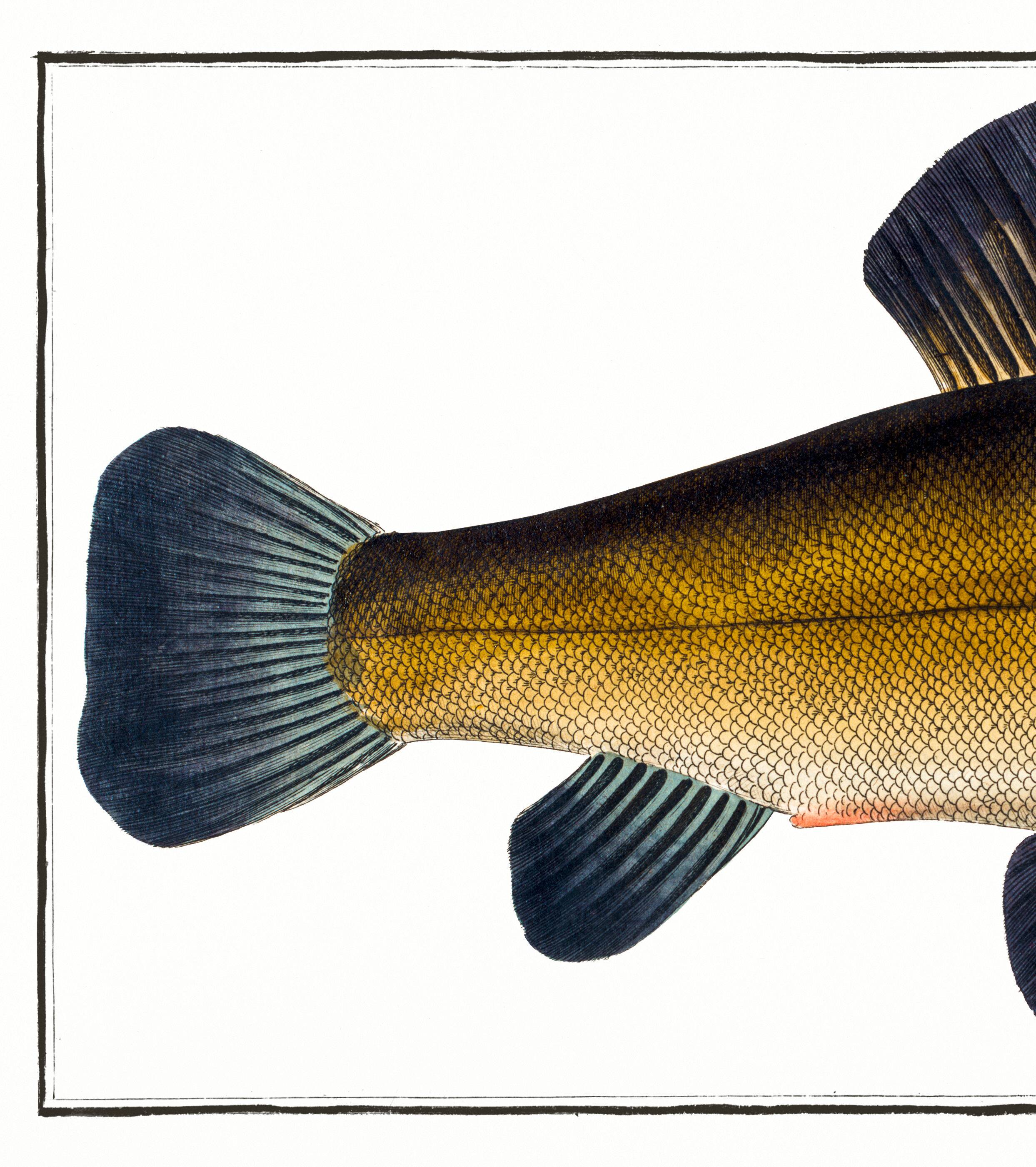 Poster about the golden tench, based on an old engraving from 1746.