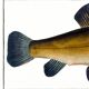 Poster about the golden tench, based on an old engraving from 1746.
