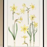 “Daffodil” poster, after an Art Nouveau lithograph from 1897