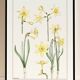 Poster "Daffodil", based on an Art Nouveau lithograph from 1897.