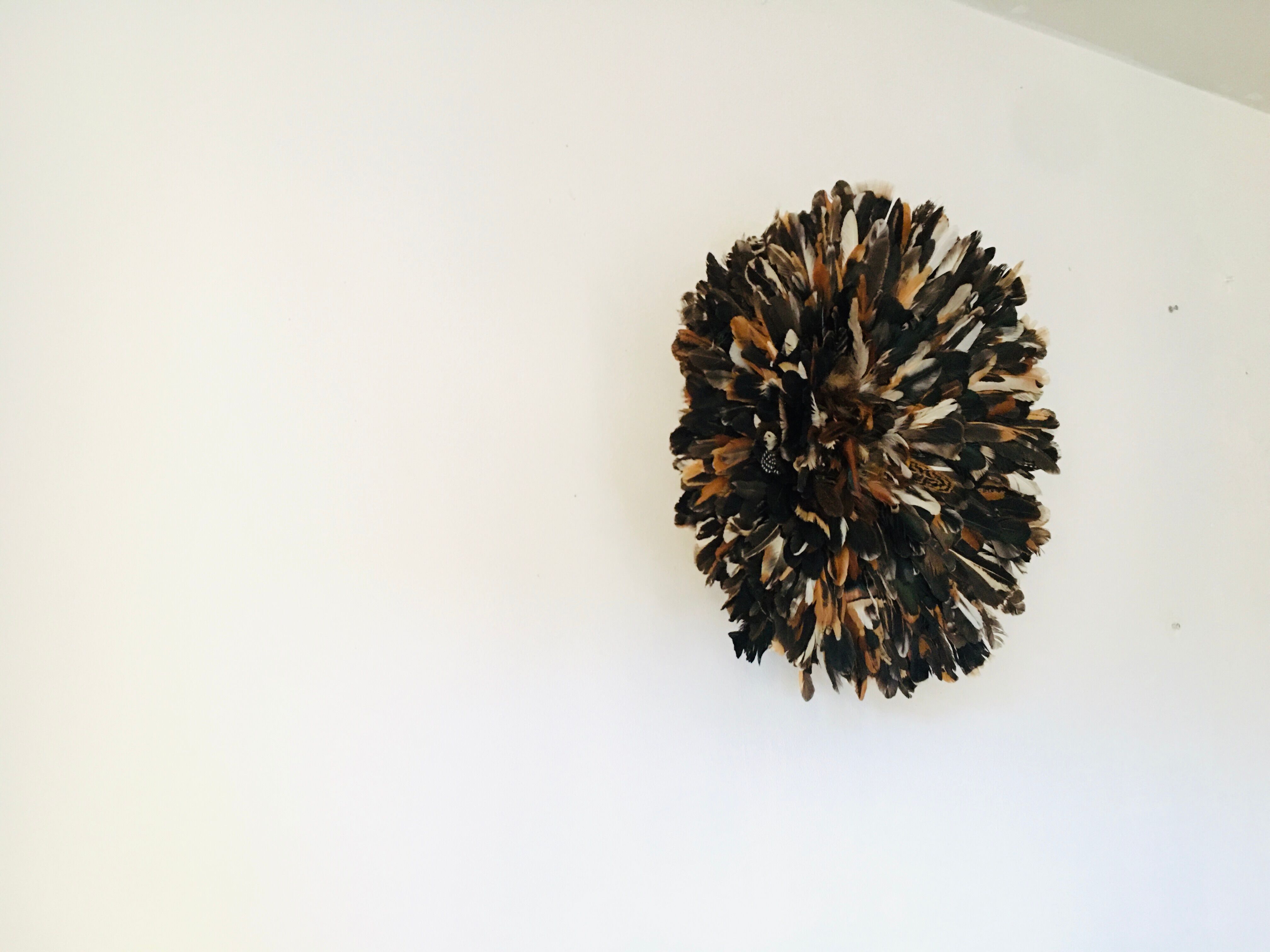 Speckled black jujuhat 50 cm