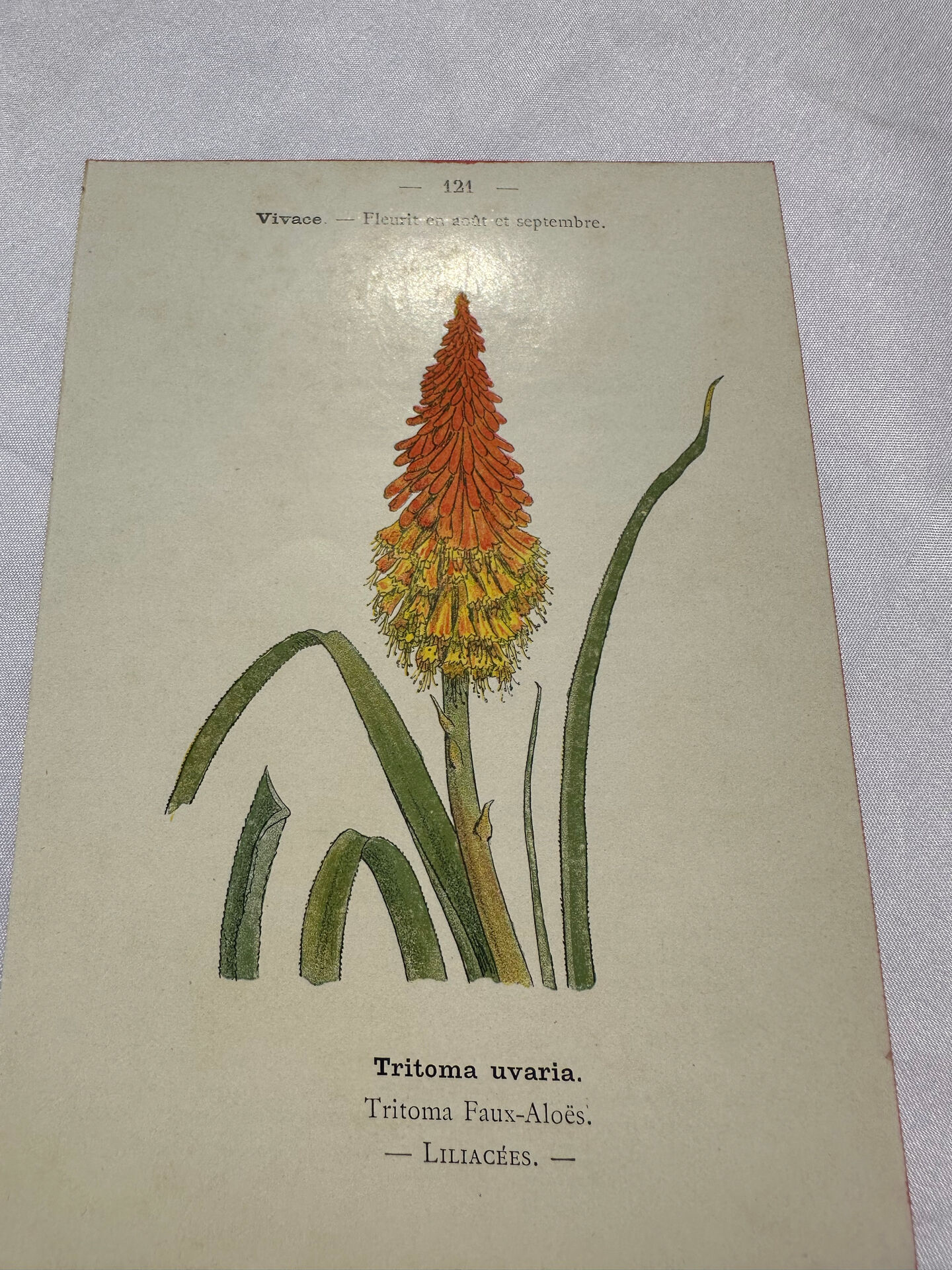 🌿 Botanical Plate Old Naturalist Engraving 19th Century Double-Sided A