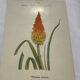 🌿 Botanical Plate Old Naturalist Engraving 19th Century Double-Sided A