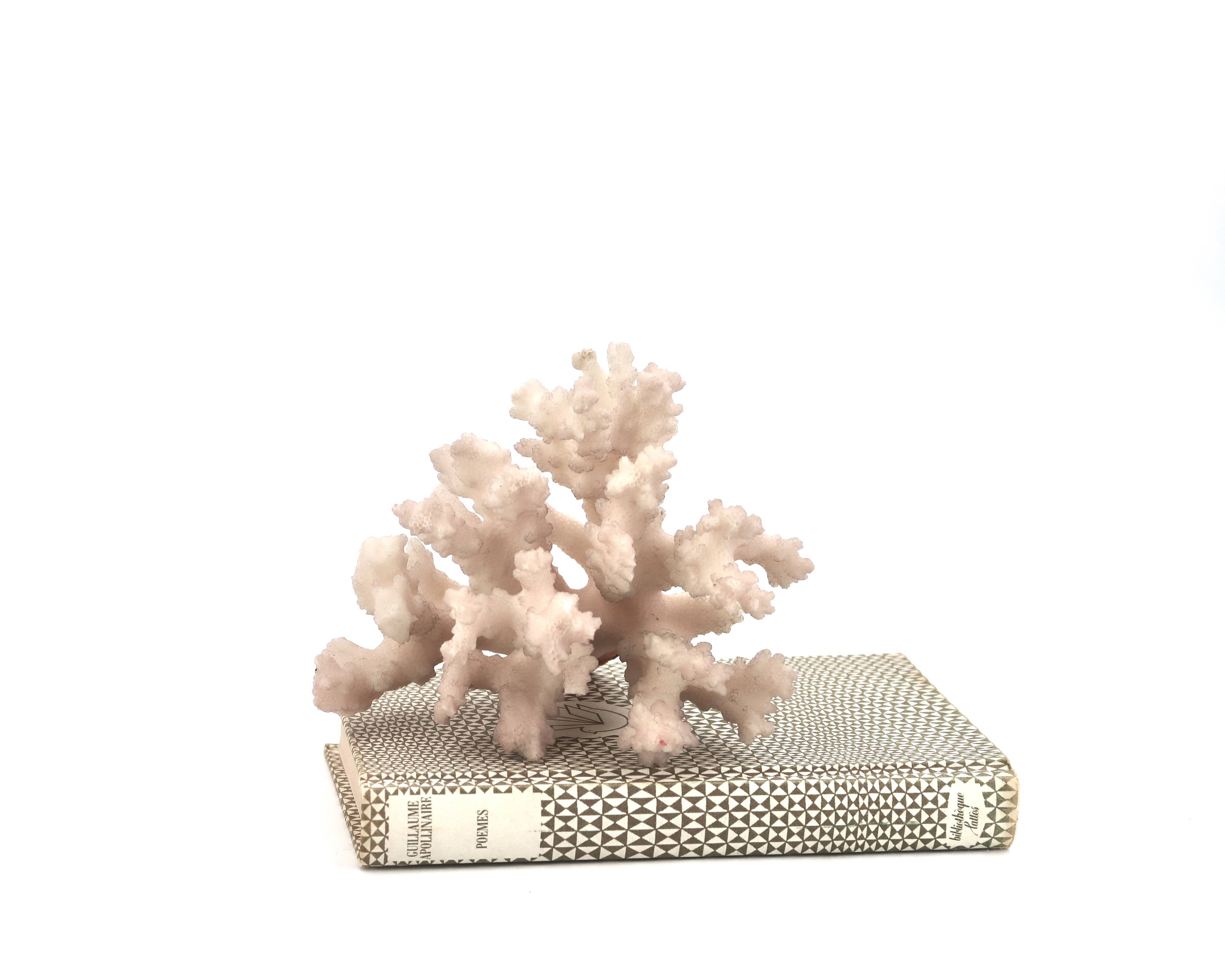 Natural vintage white coral branch, 1970s curiosity cabinet