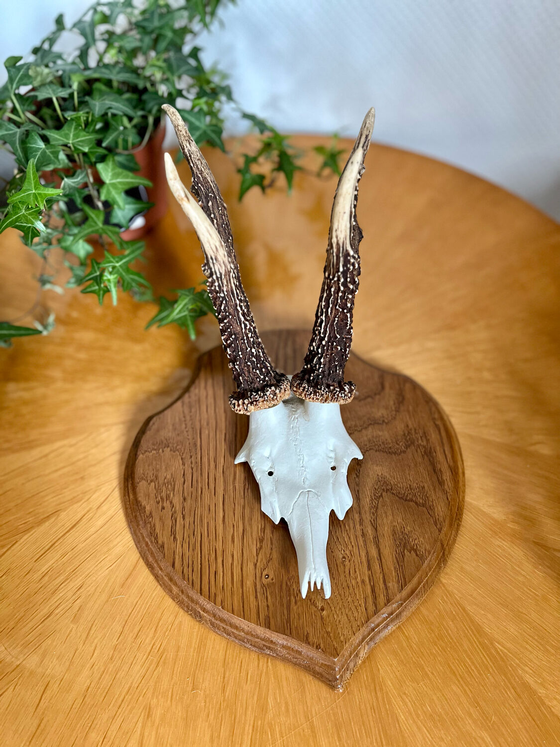 Vintage trophy deer antler