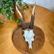 Vintage trophy deer antler