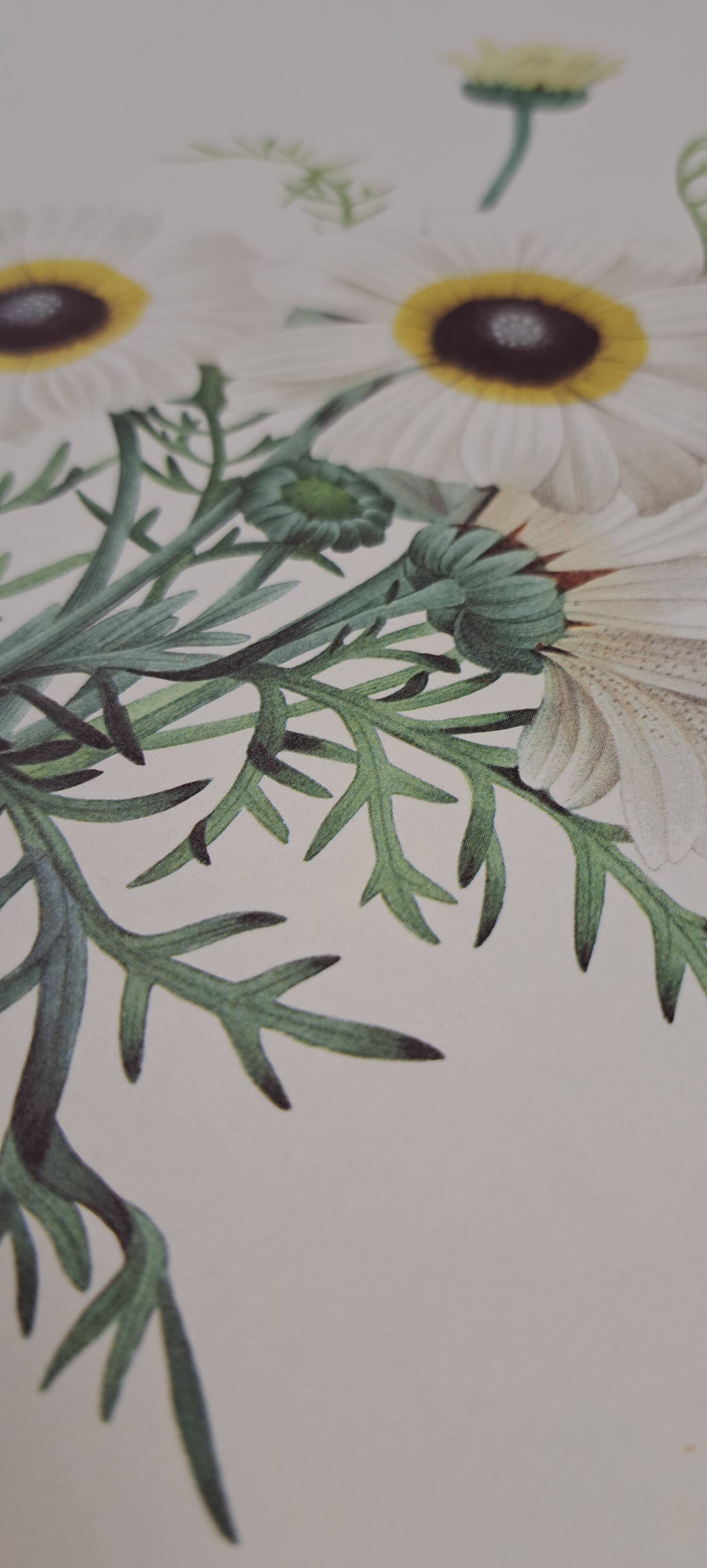 Botanical plate "Carinated Chrysanthemum"