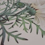 Planche botanique "Chrysanthème carené"