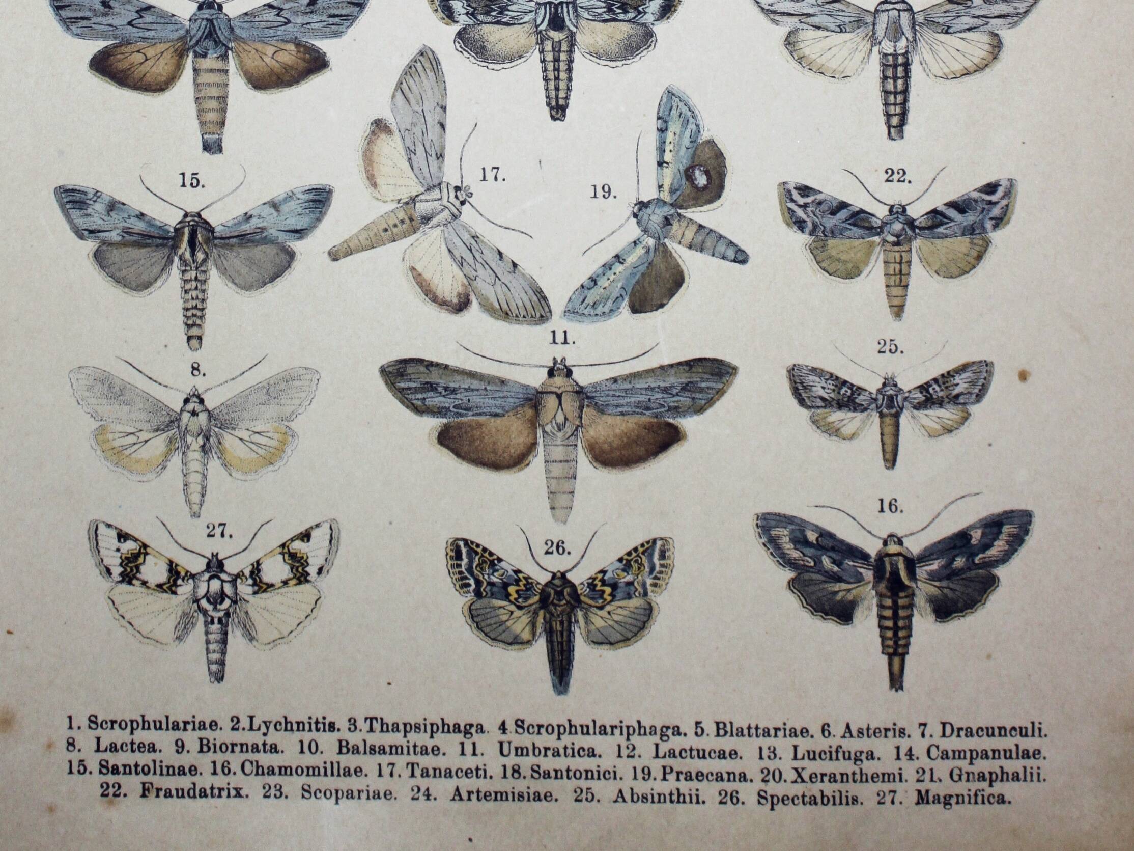 Butterfly Engraving. Antique Lithograph from 1887 - Scrophulariae - Insects