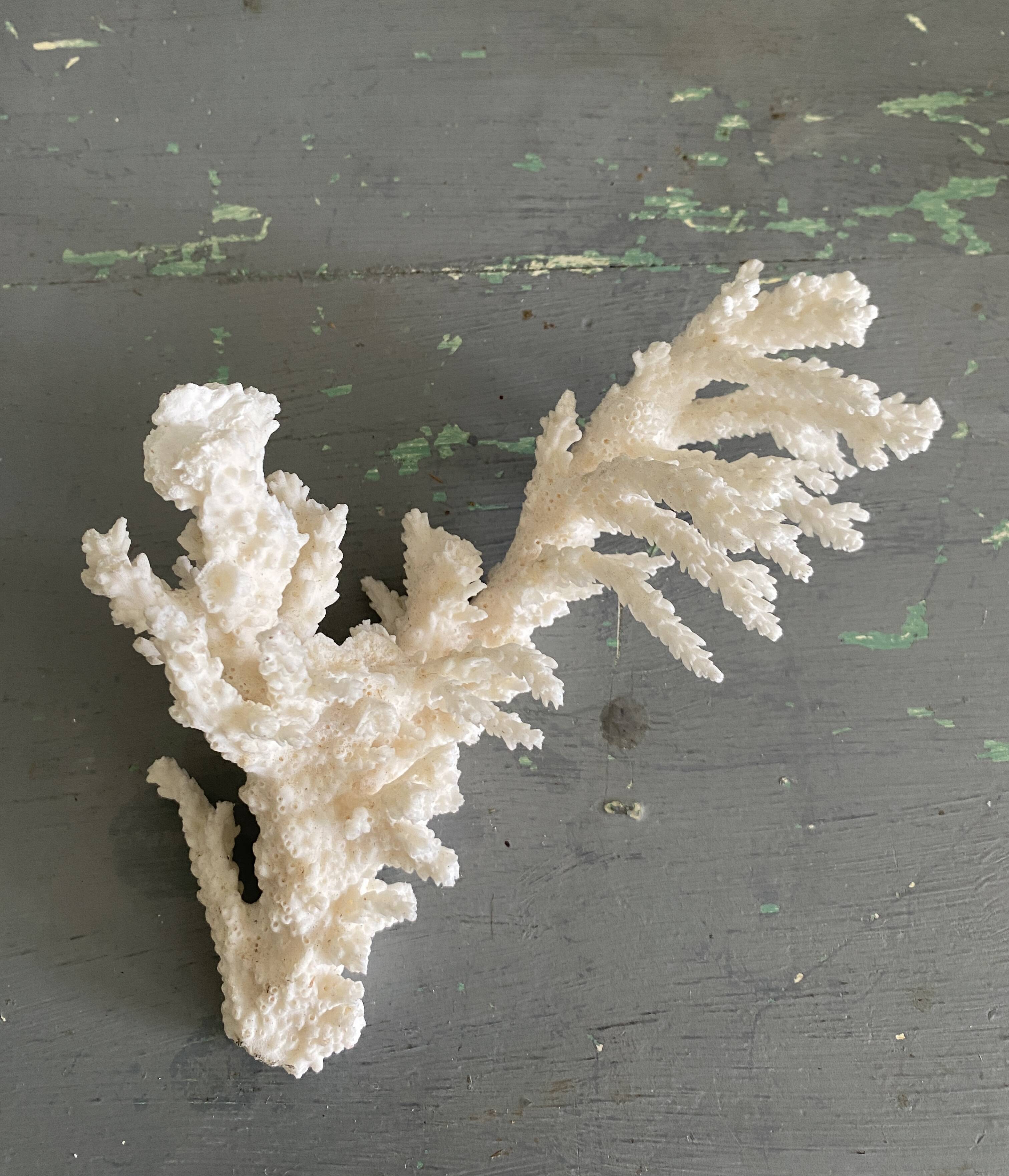 Coral 20 cm cabinet of curiosities