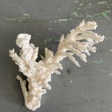 Coral 20 cm cabinet of curiosities