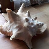 Shell conch