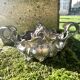 Silver Plated Jardinière, French Art Nouveau Centrepiece